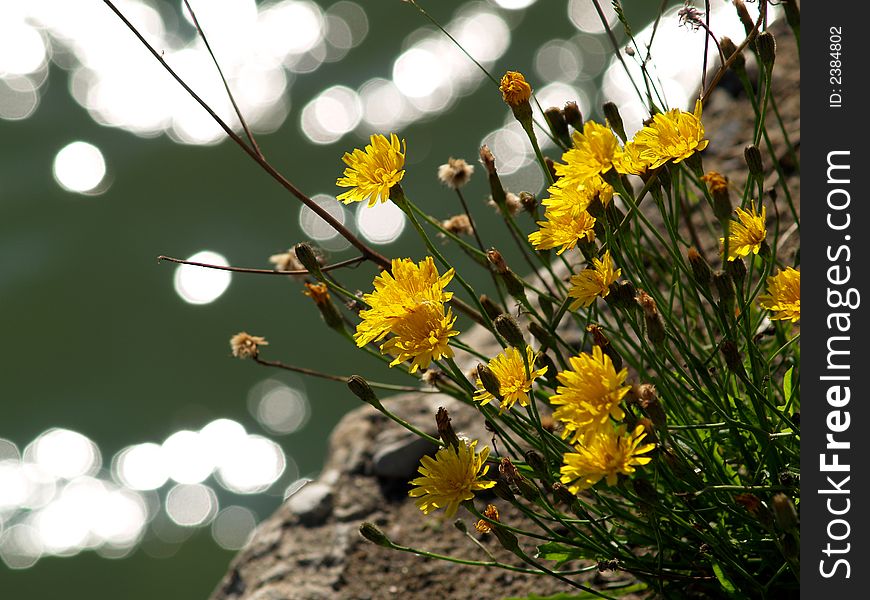 Flower near the sea in tallinn. Flower near the sea in tallinn