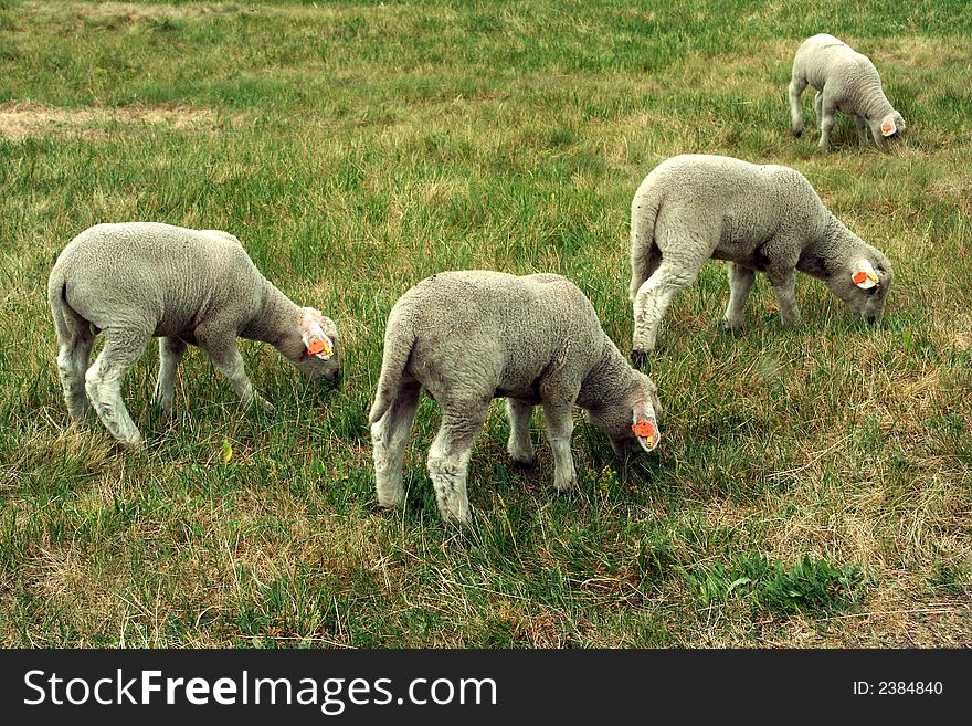 Four sheep on grass background