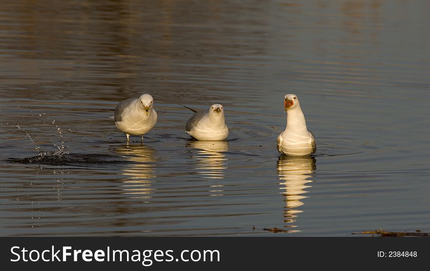 Sea Gulls sing together.