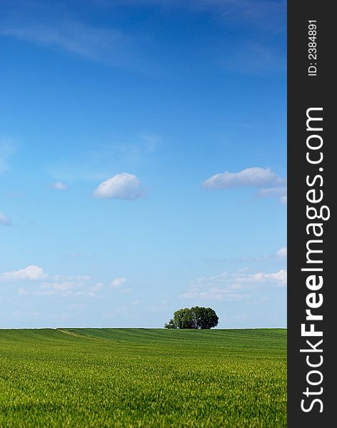 lonely fresh green spring tree in the green grass' meadow