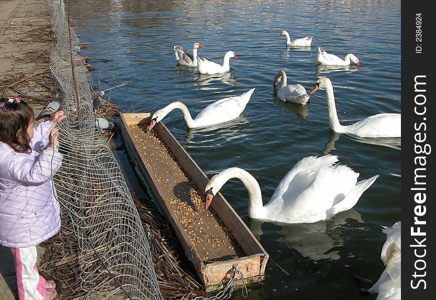 Swans in the lake with girl wathing them having their food.