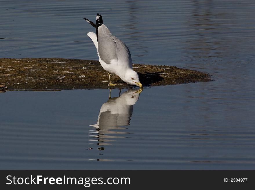 Sea Gulls in early spring in Montreal, I oberserved them for days and it is interesting to find how they live and their activities. Sea Gulls in early spring in Montreal, I oberserved them for days and it is interesting to find how they live and their activities.