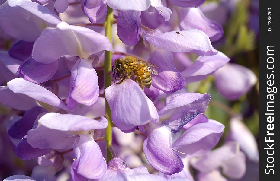 Bee On Wistaria Flowers