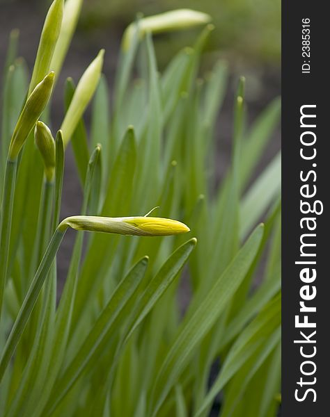 Daffodill (narcissus) flower bud and leaves close-up. shallow dof. Daffodill (narcissus) flower bud and leaves close-up. shallow dof