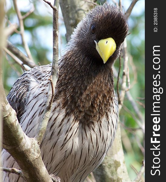 An oddball brown bird stares curiously down from the treetops. An oddball brown bird stares curiously down from the treetops