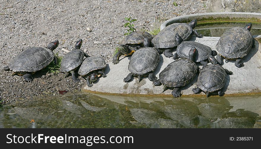 Company of terrapins taking sun-bath. Company of terrapins taking sun-bath