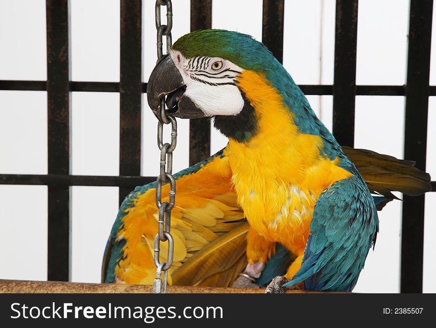 A slightly scruffy, blue & yellow macaw playfully grabs the chain to make his toy bell ring. A slightly scruffy, blue & yellow macaw playfully grabs the chain to make his toy bell ring.