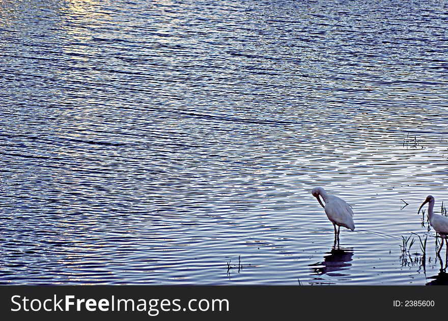 Water and Birds at Dusk