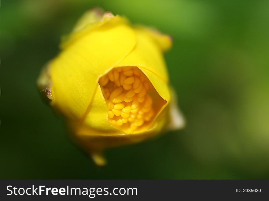 Close-up of a ranunculul buttercup in blossom. Close-up of a ranunculul buttercup in blossom