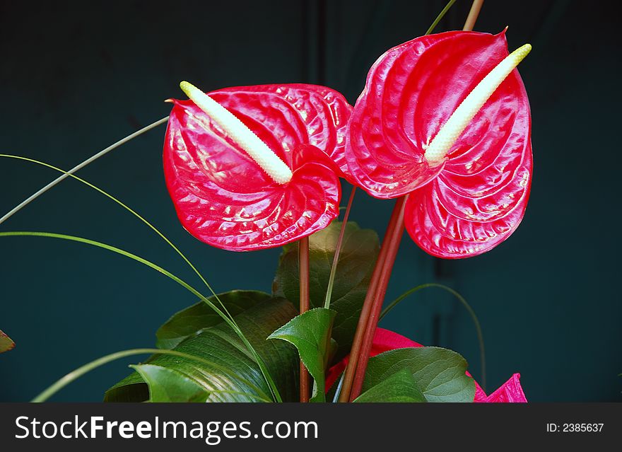 A bright red shiny Anthirum flower. A bright red shiny Anthirum flower