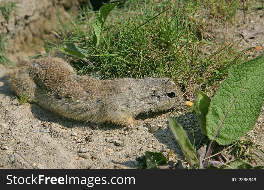 Gopher looking at corn grain. Gopher looking at corn grain