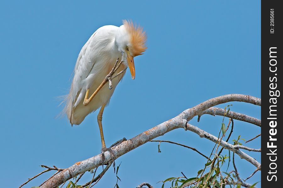 Got an itch? - Cattle Egret perched on branch. Got an itch? - Cattle Egret perched on branch