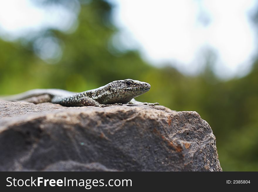 Small lizard resting on the stone wall