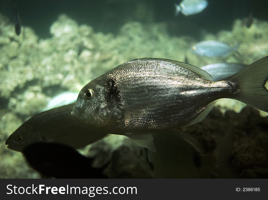 Various fishes in an aquarium. Various fishes in an aquarium