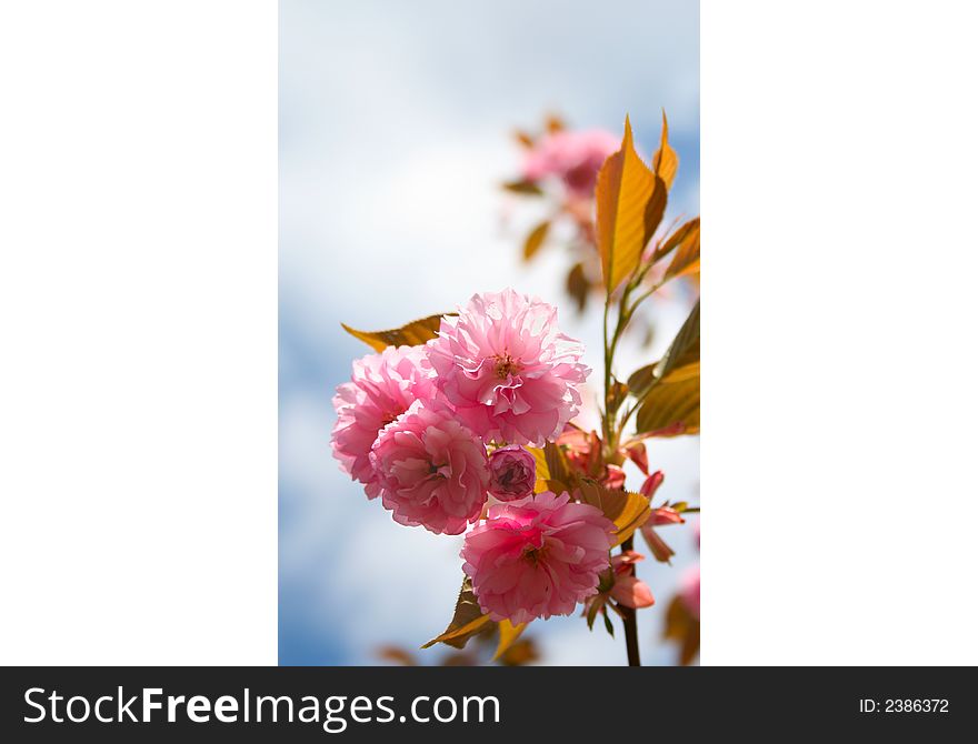 Springtime cherry blossom growing on the tree