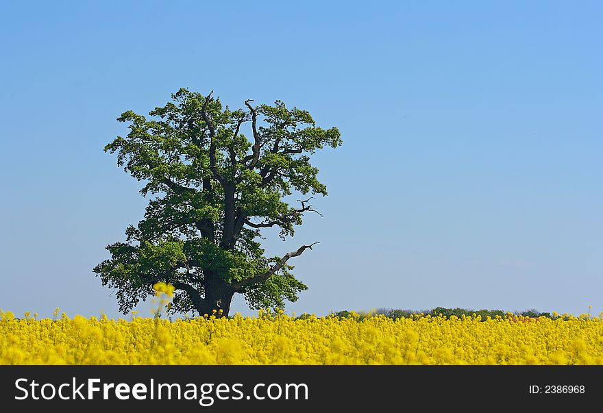 Yellow field and lonely tree. Yellow field and lonely tree