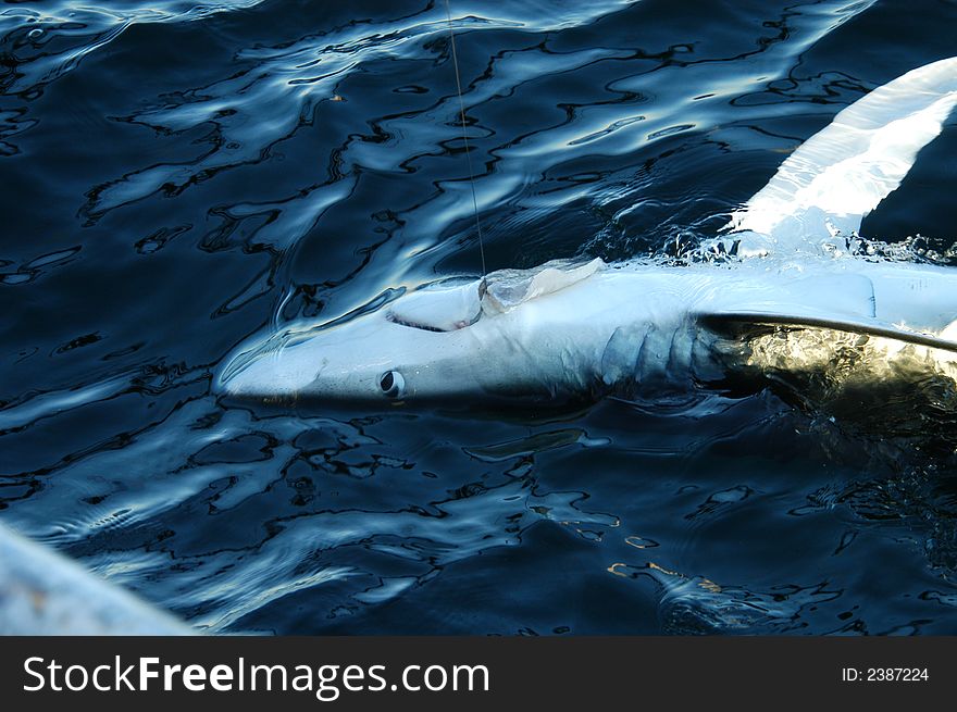 Shark Fishing off Cape Cod.