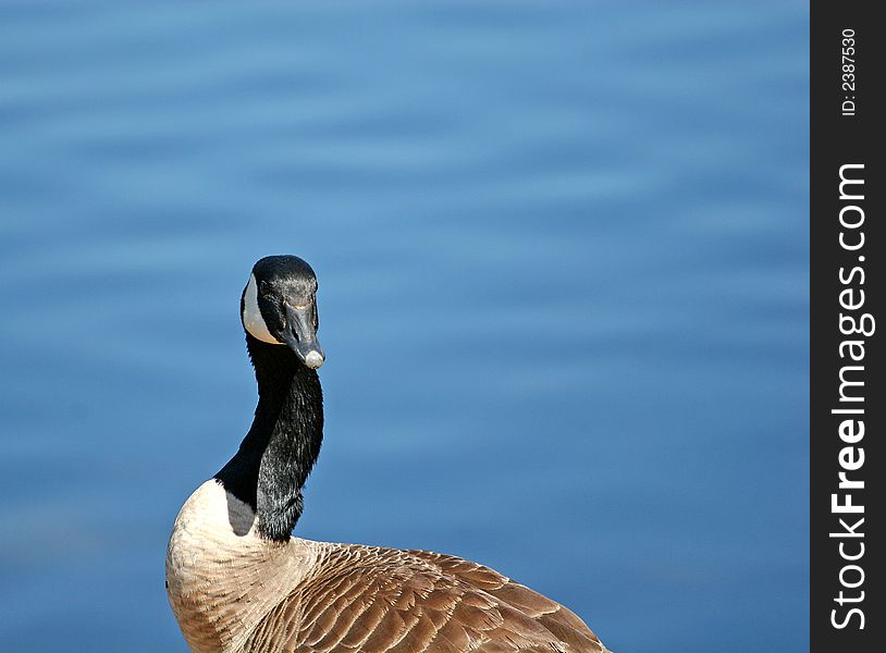 Close up of a goose with water in background. Close up of a goose with water in background