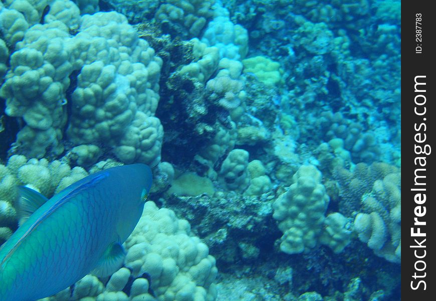 Maui's coral reefs have abundant tropical fish. Maui's coral reefs have abundant tropical fish