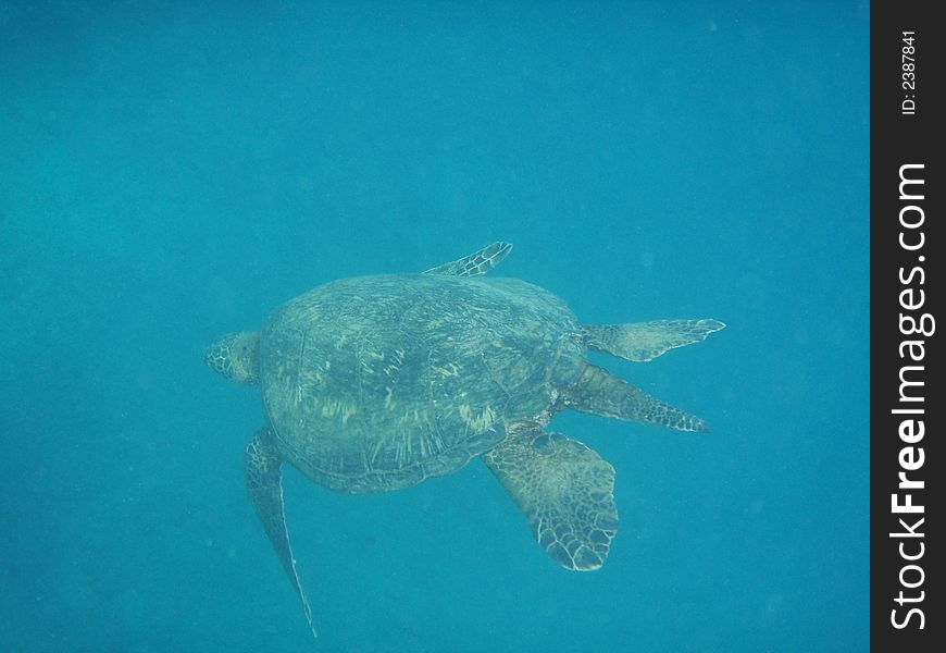 A green turtle swims through the sea, Maui. A green turtle swims through the sea, Maui.