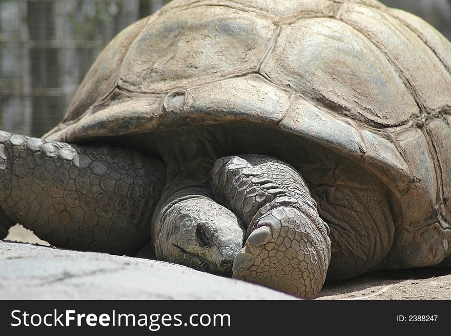 A Galapagos tortoise basks in the sun.