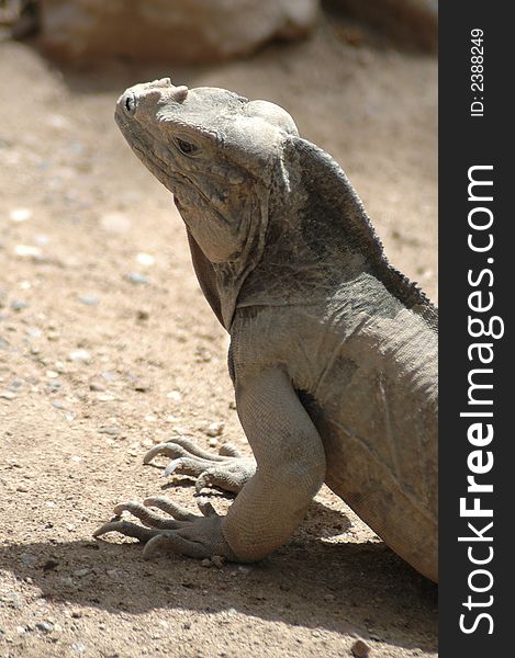 An Iguana blending into its surroundings.