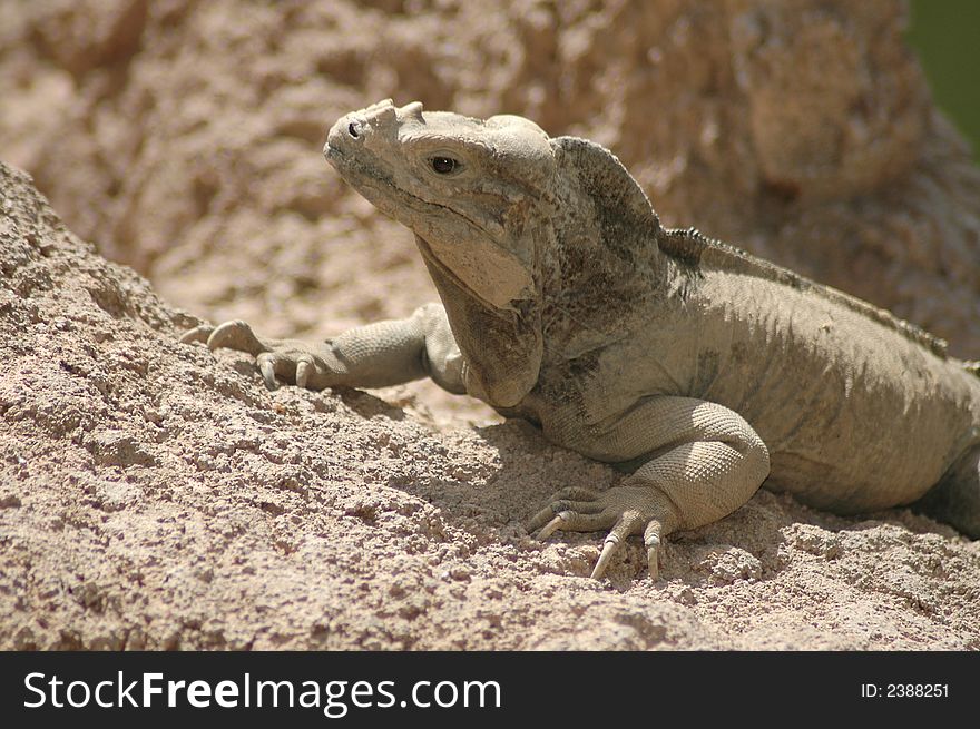 An Iguana blending into its surroundings.