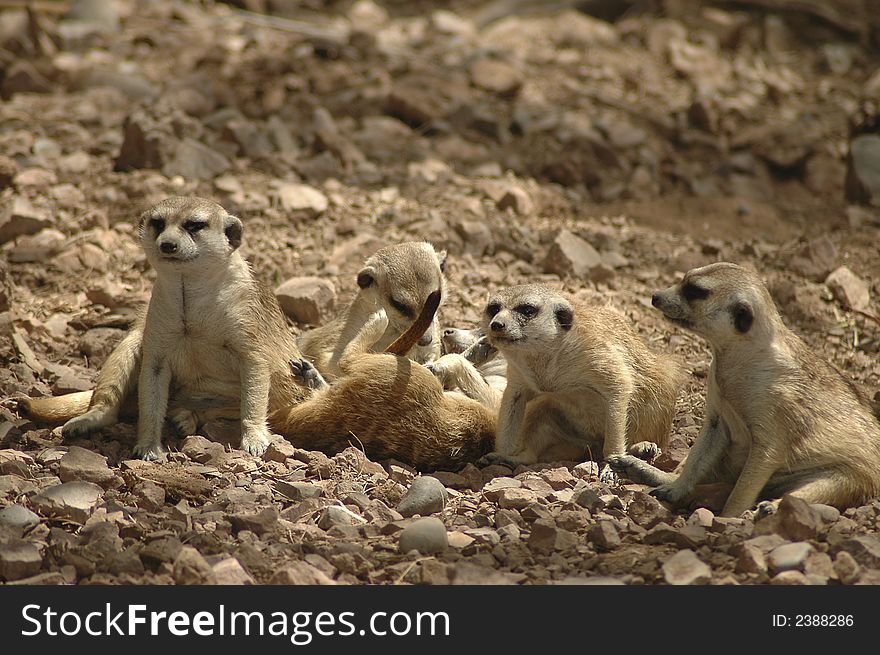 A meerkat family plays together. A meerkat family plays together.