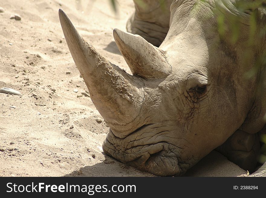 A rhinoceros rests its head on the ground.
