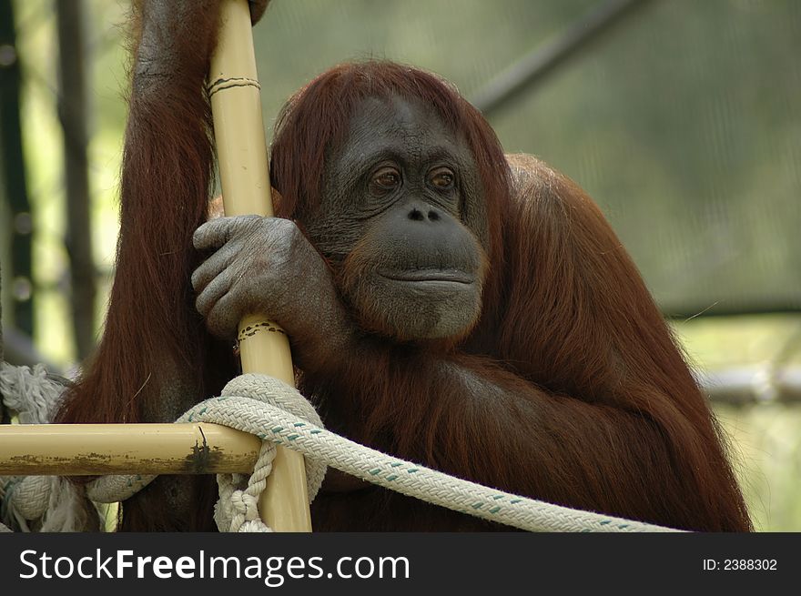 An portrait of an orangutan. An portrait of an orangutan.