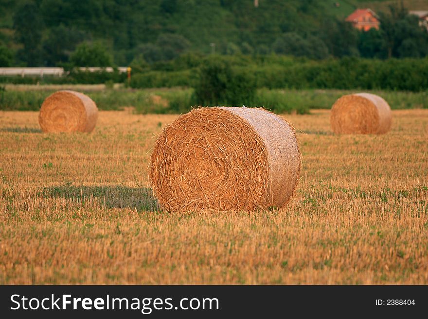 Golden hay bales in a late summer