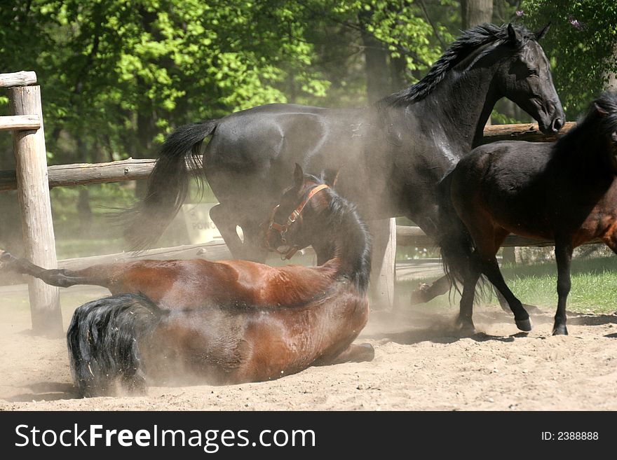 Horses playing in the park. Horses playing in the park.