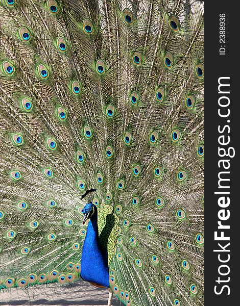 Beautiful peacock demonstrating its tail