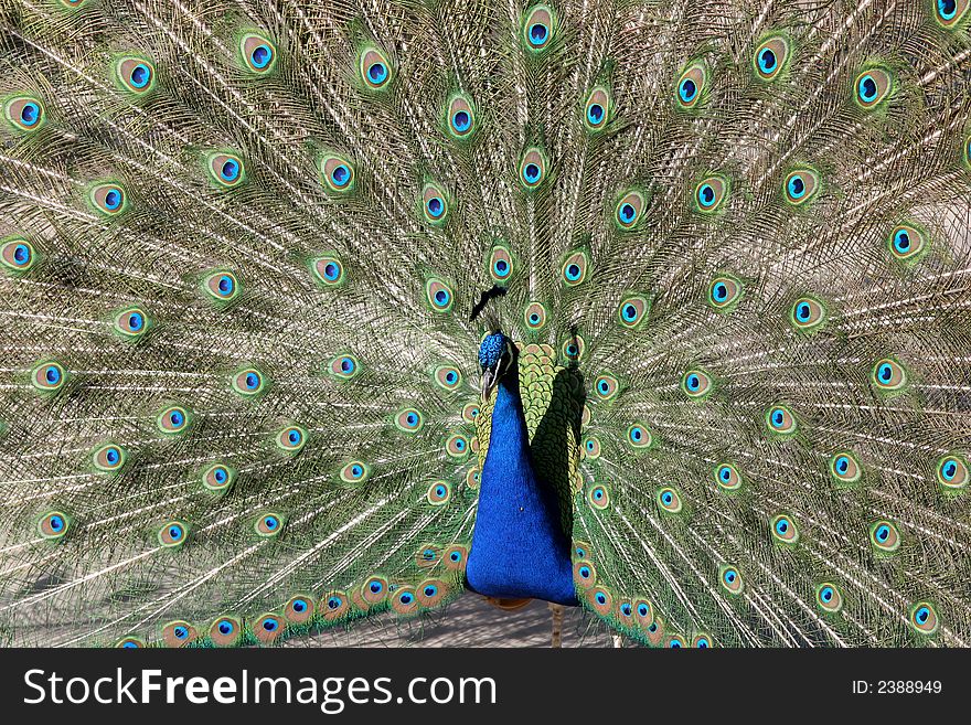 Beautiful peacock demonstrating its tail