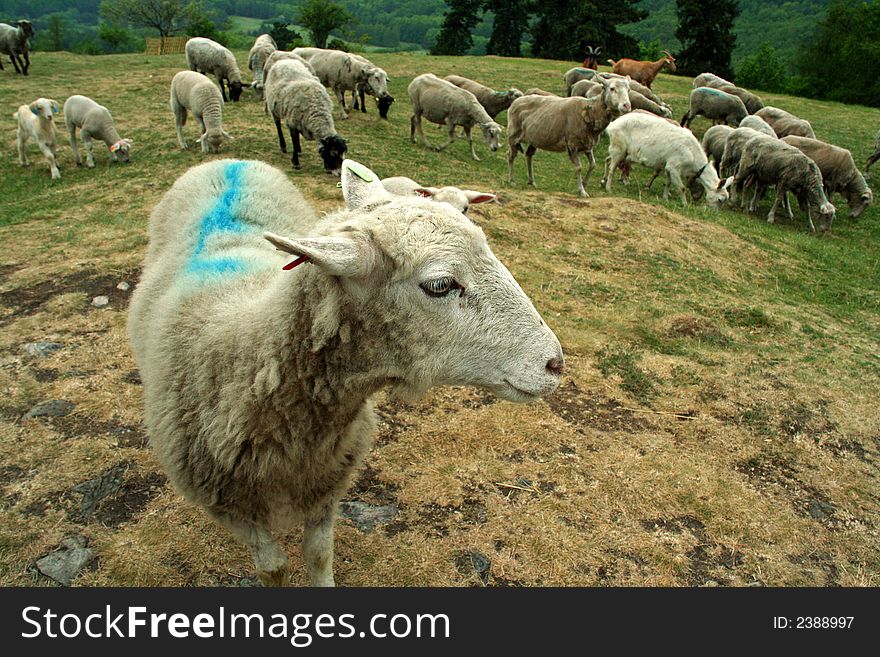 Sheep at pasture grazing with one in front