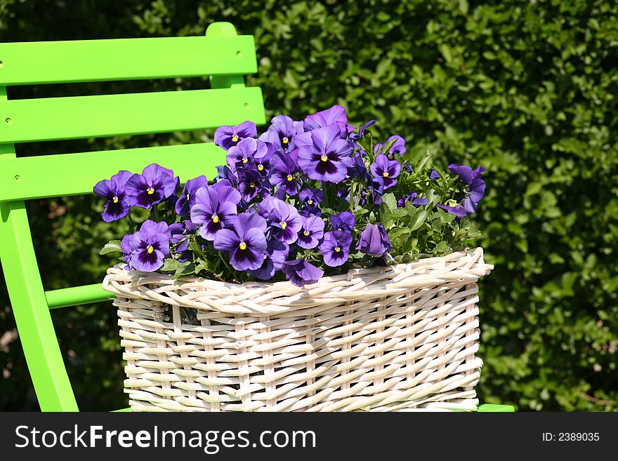 Blue violets in a white basket for decoration