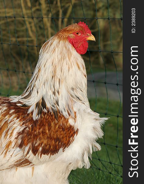 Red Pile Brahma special breed white and brown cockerel. Red Pile Brahma special breed white and brown cockerel.