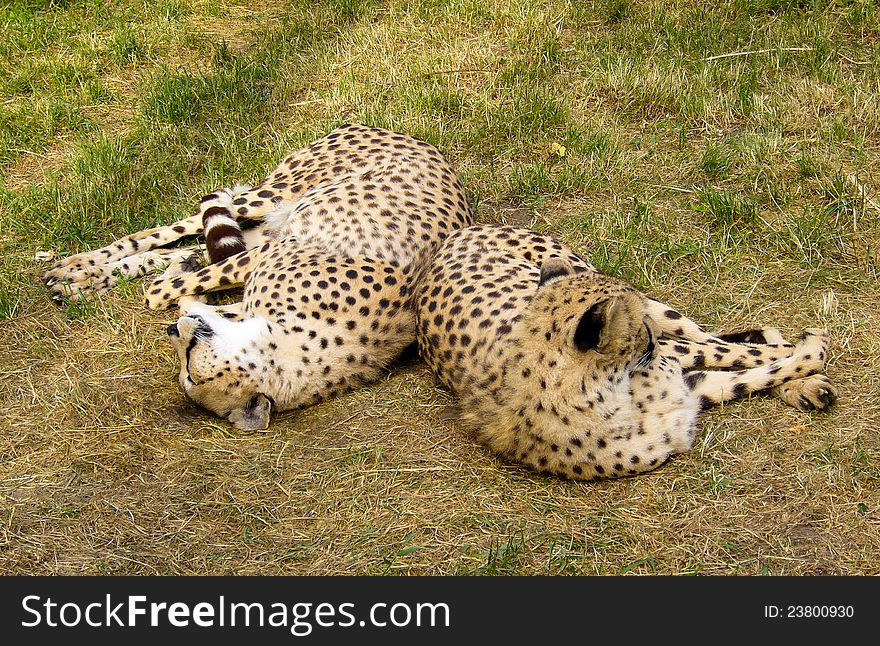 Two playful leopards on rest