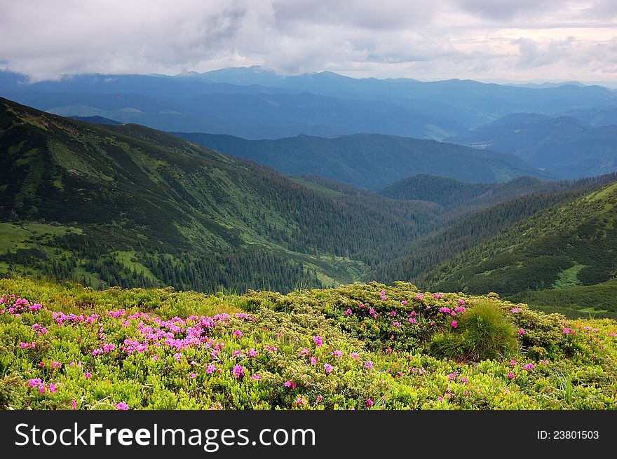 Spring Landscape With The Cloudy Sky And Flower