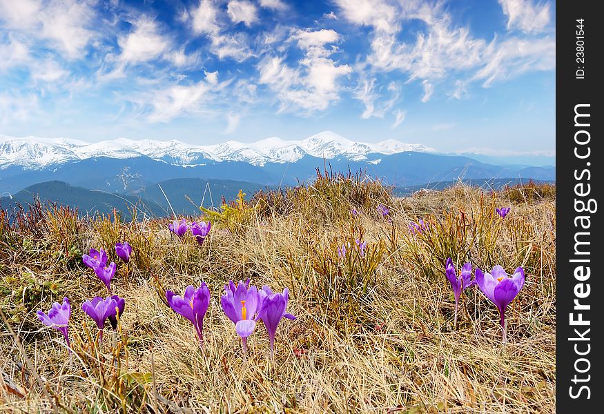 Spring landscape in the mountains with the first crocuses flower. Ukraine, the Carpathian mountains. Spring landscape in the mountains with the first crocuses flower. Ukraine, the Carpathian mountains