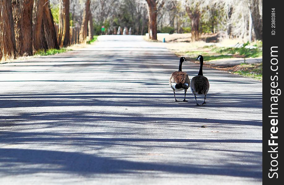 Two canadian geese walking down the street the talking as if they are good friends on a Sunday morning walk. Two canadian geese walking down the street the talking as if they are good friends on a Sunday morning walk.