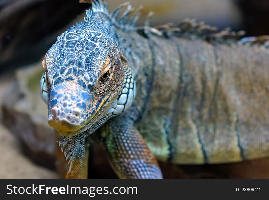 Beautiful reptile, close-up.