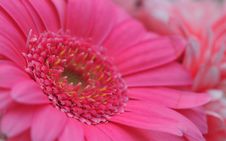 Pink Gerbera Royalty Free Stock Photo