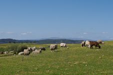 Flock Of Sheep Stock Images
