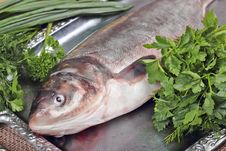 Fresh Sea Fish Stock Photo Fresh Sea Fish Stock Photo