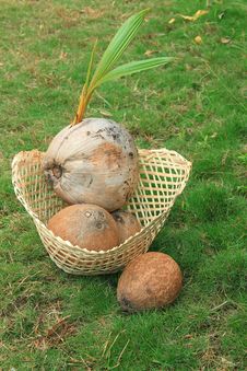 Sprouted Coconut In Bamboo Basket Stock Photography Sprouted Coconut In Bamboo Basket Stock Photography