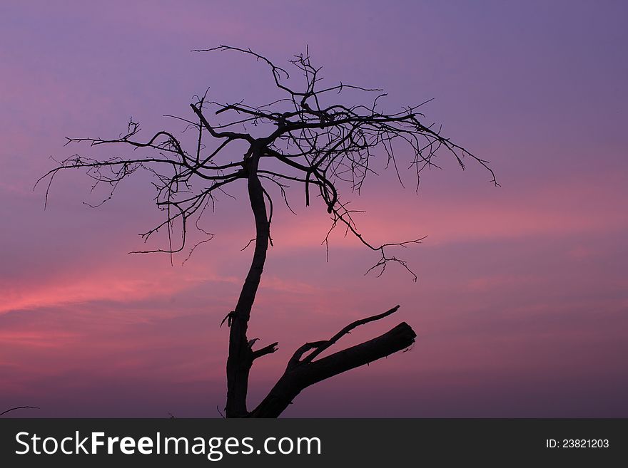 Branches of dead trees and dry under the sun. Branches of dead trees and dry under the sun.