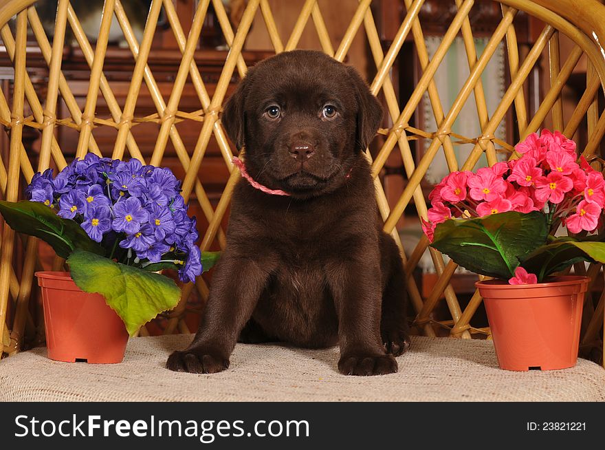 Portrait of brown labrador puppy two month sitting on the chair between artificial flowers and looking at camera. Portrait of brown labrador puppy two month sitting on the chair between artificial flowers and looking at camera