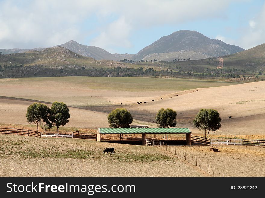 Dry farm landscape with mountains and cattle