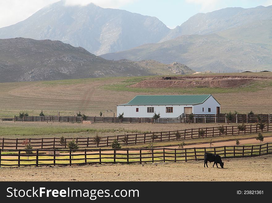 House on a dry farm landscape with mountains and cattle. House on a dry farm landscape with mountains and cattle